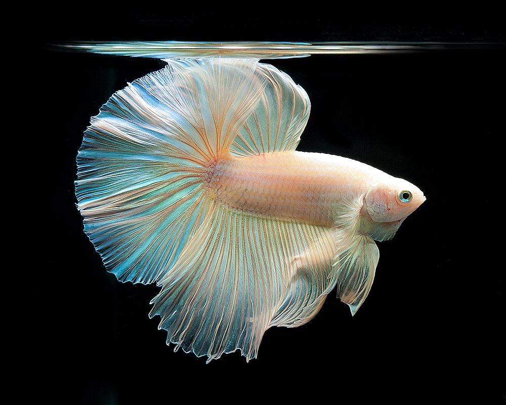 AQUATIC PHOTOGRAPHY — 리얼 메탈릭 화이트 하프문 베타