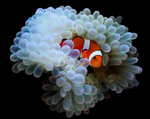 AQUATIC PHOTOGRAPHY — 로즈 말미잘과 퍼큘라 크라운