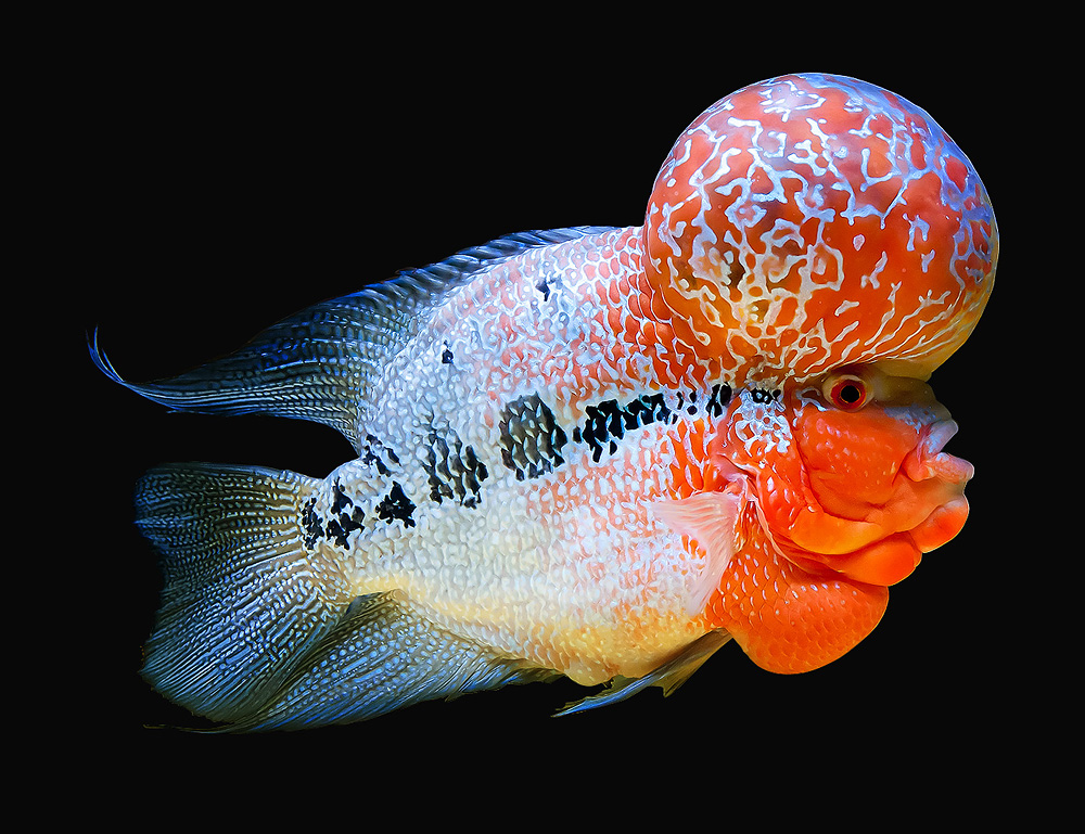 AQUATIC PHOTOGRAPHY — 슈퍼 레드 드래곤 플라워혼
