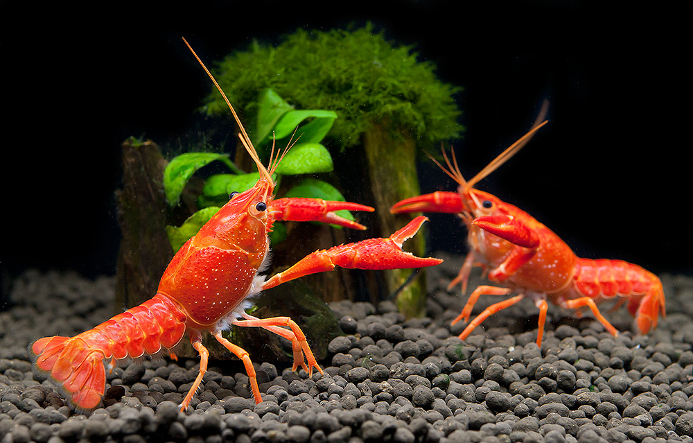 AQUATIC PHOTOGRAPHY — 레드 클라키