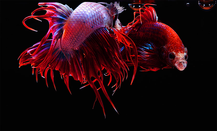 AQUATIC PHOTOGRAPHY — 크라운 베타 영역 싸움