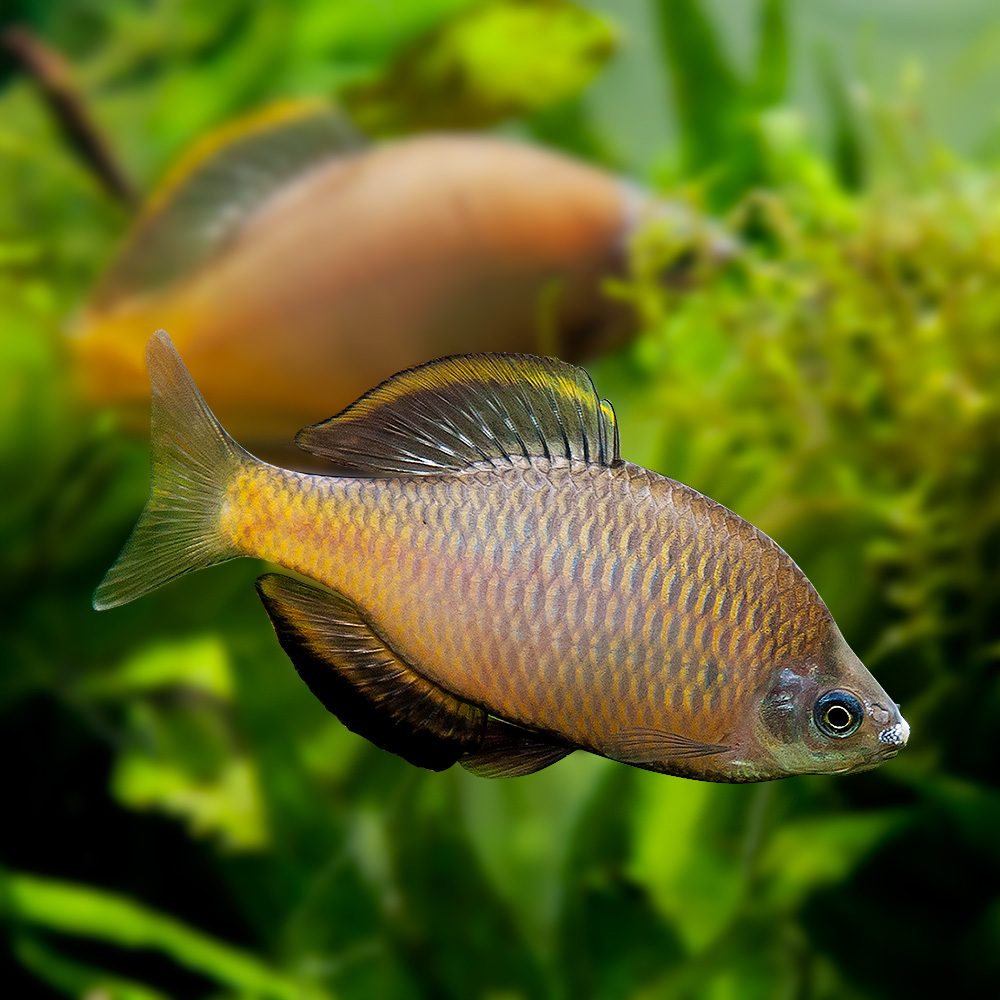 AQUATIC PHOTOGRAPHY — 칼납자루 수컷