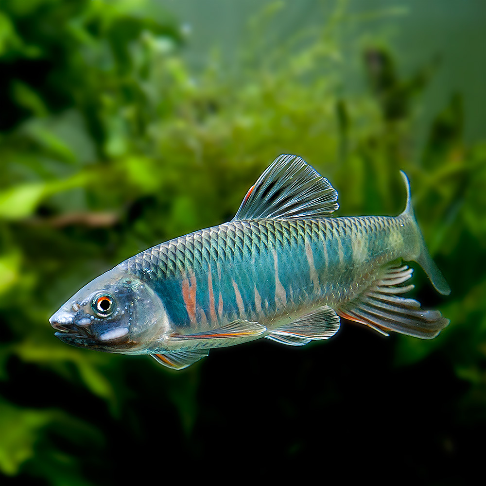 AQUATIC PHOTOGRAPHY — 피라미 R Type