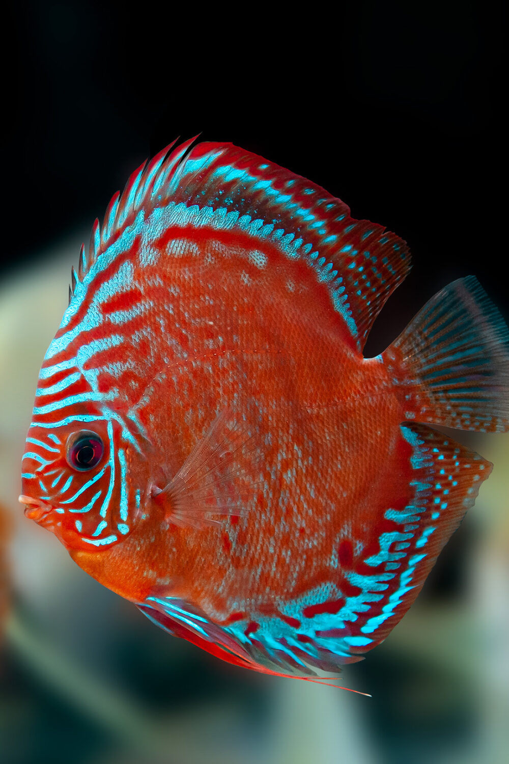AQUATIC PHOTOGRAPHY