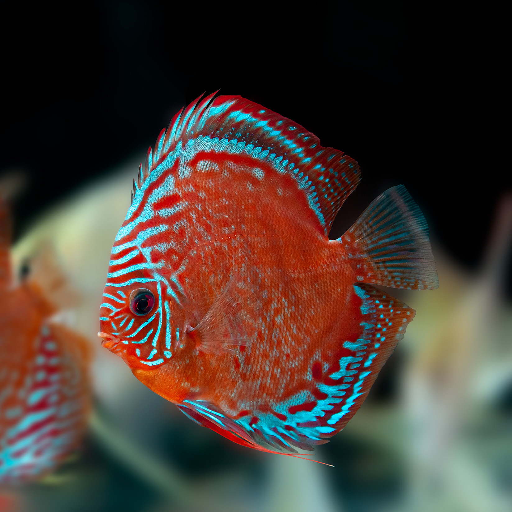 AQUATIC PHOTOGRAPHY — 야생 F1 디스커스