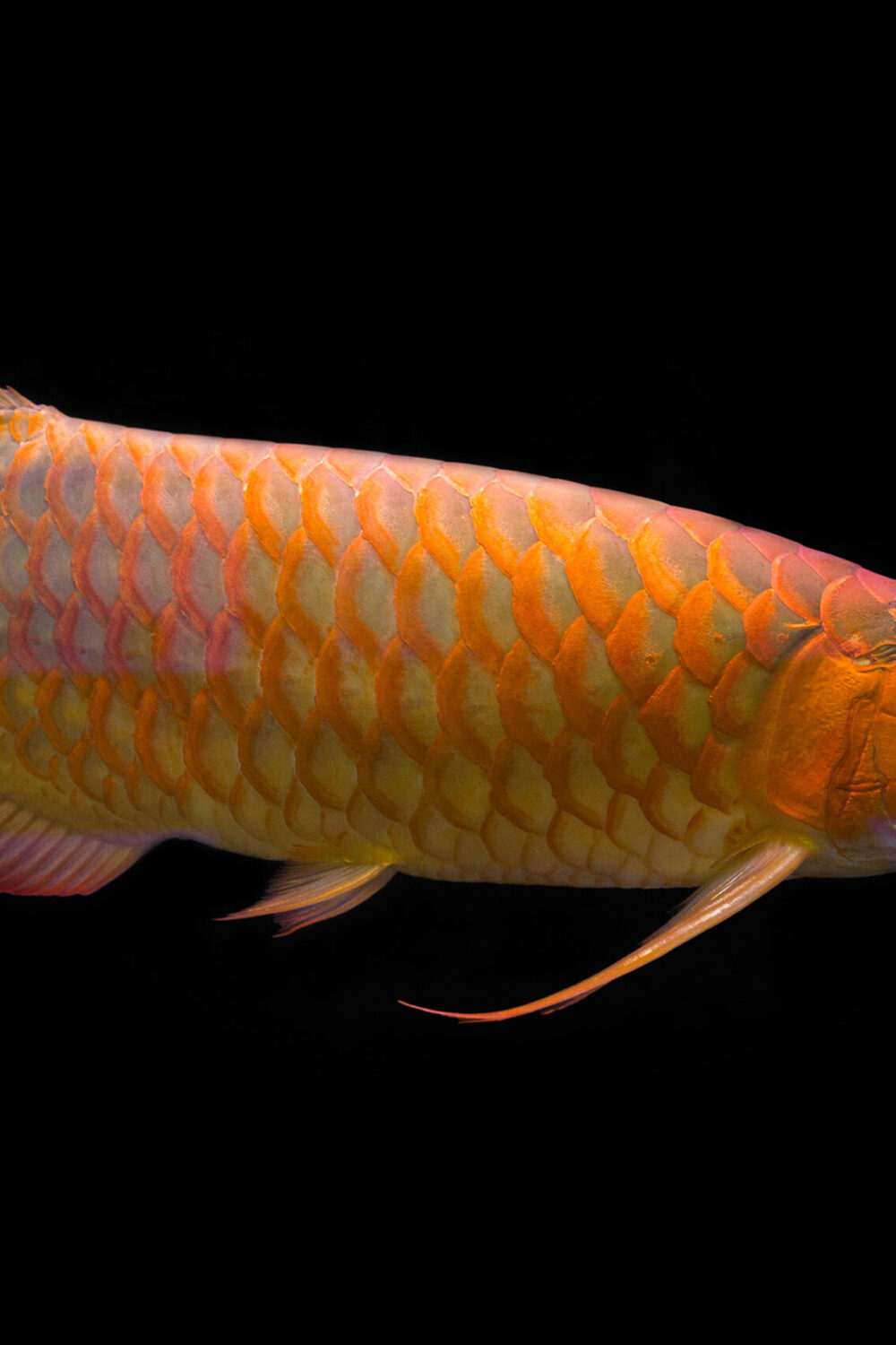 AQUARIUM PRODUCT PAGES