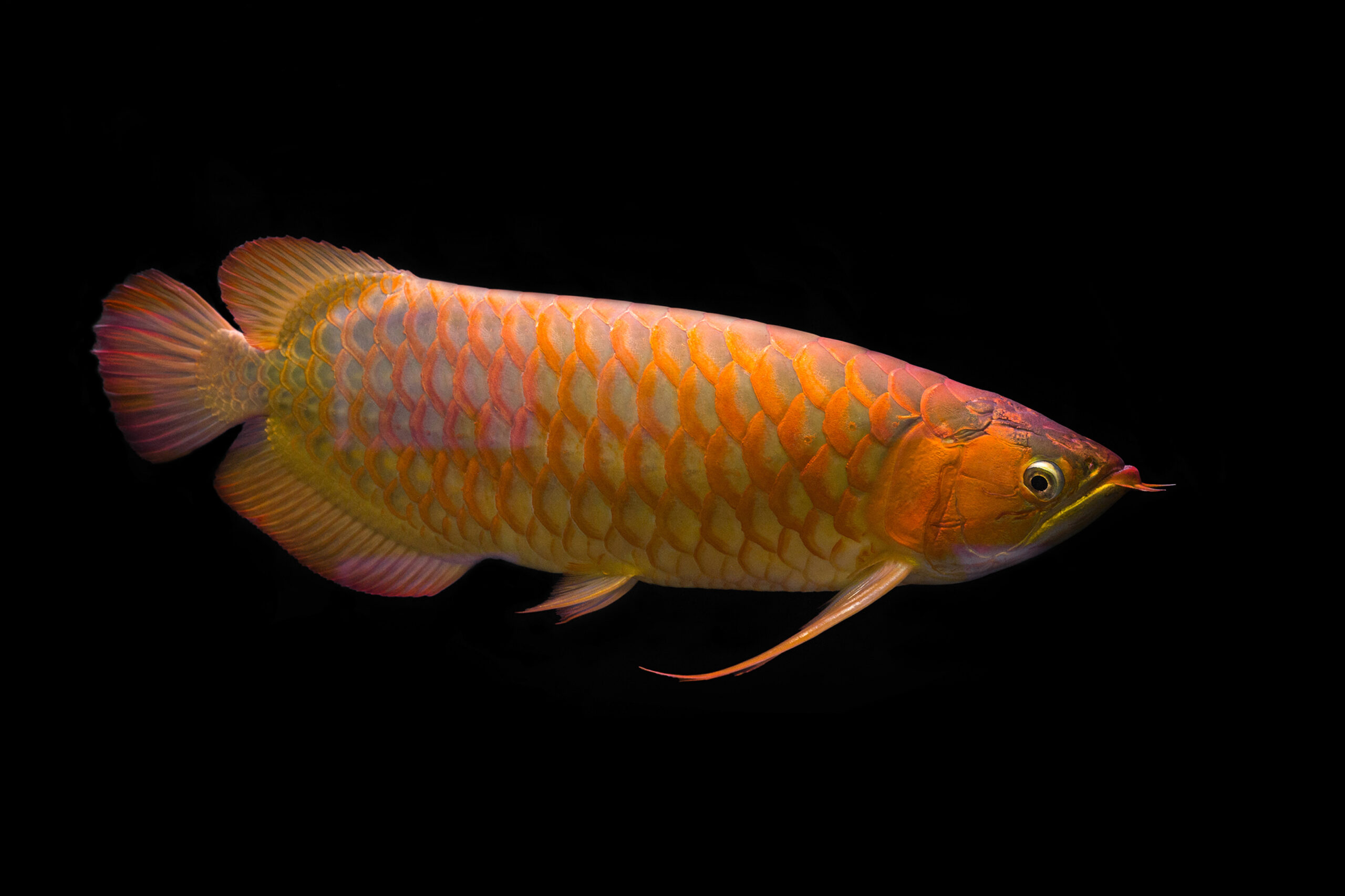 AQUARIUM PRODUCT PAGES — key visual