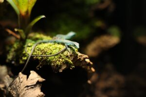 A small green lizard resting on moss in a vivarium