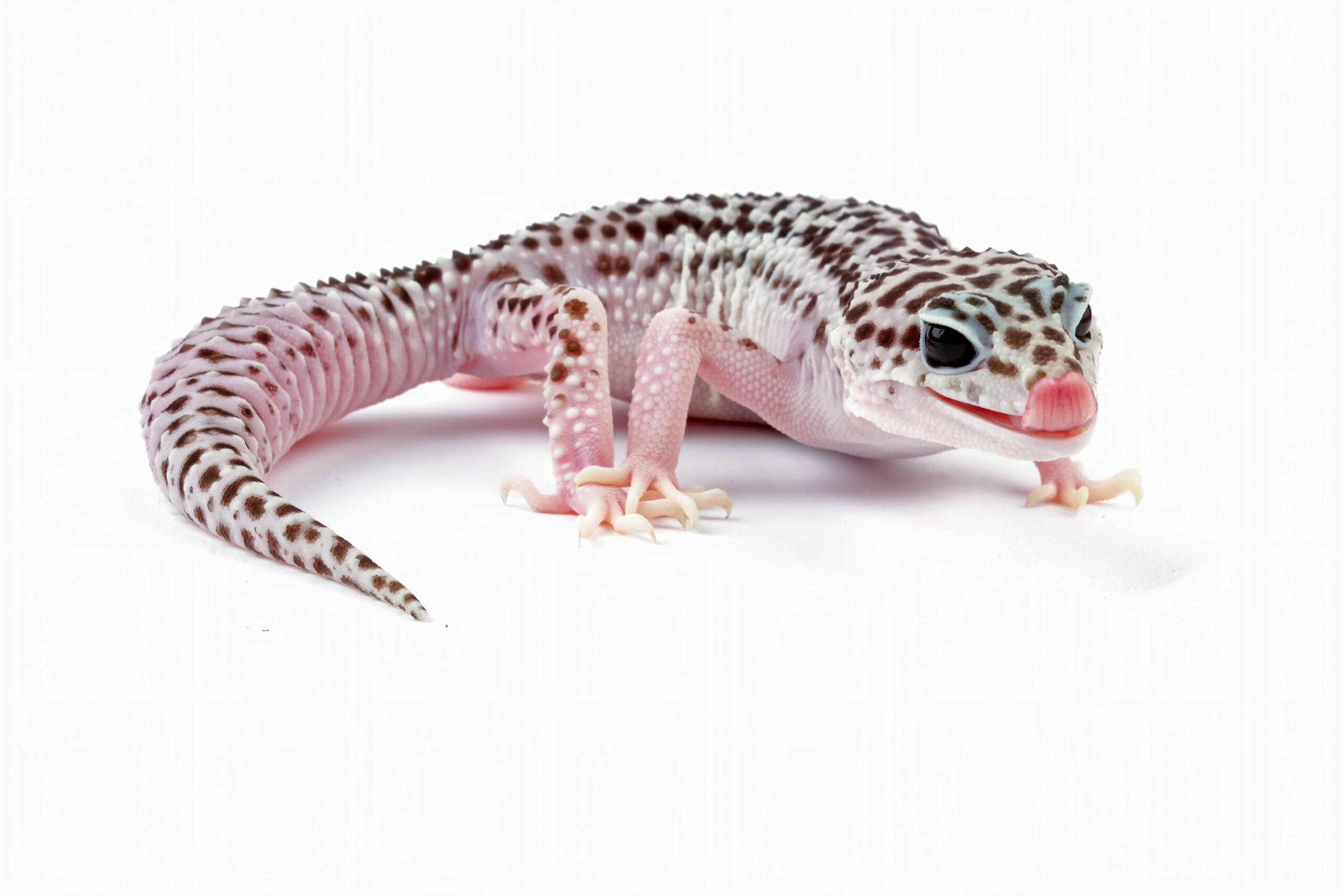 Leopard gecko licking its lips on a white background