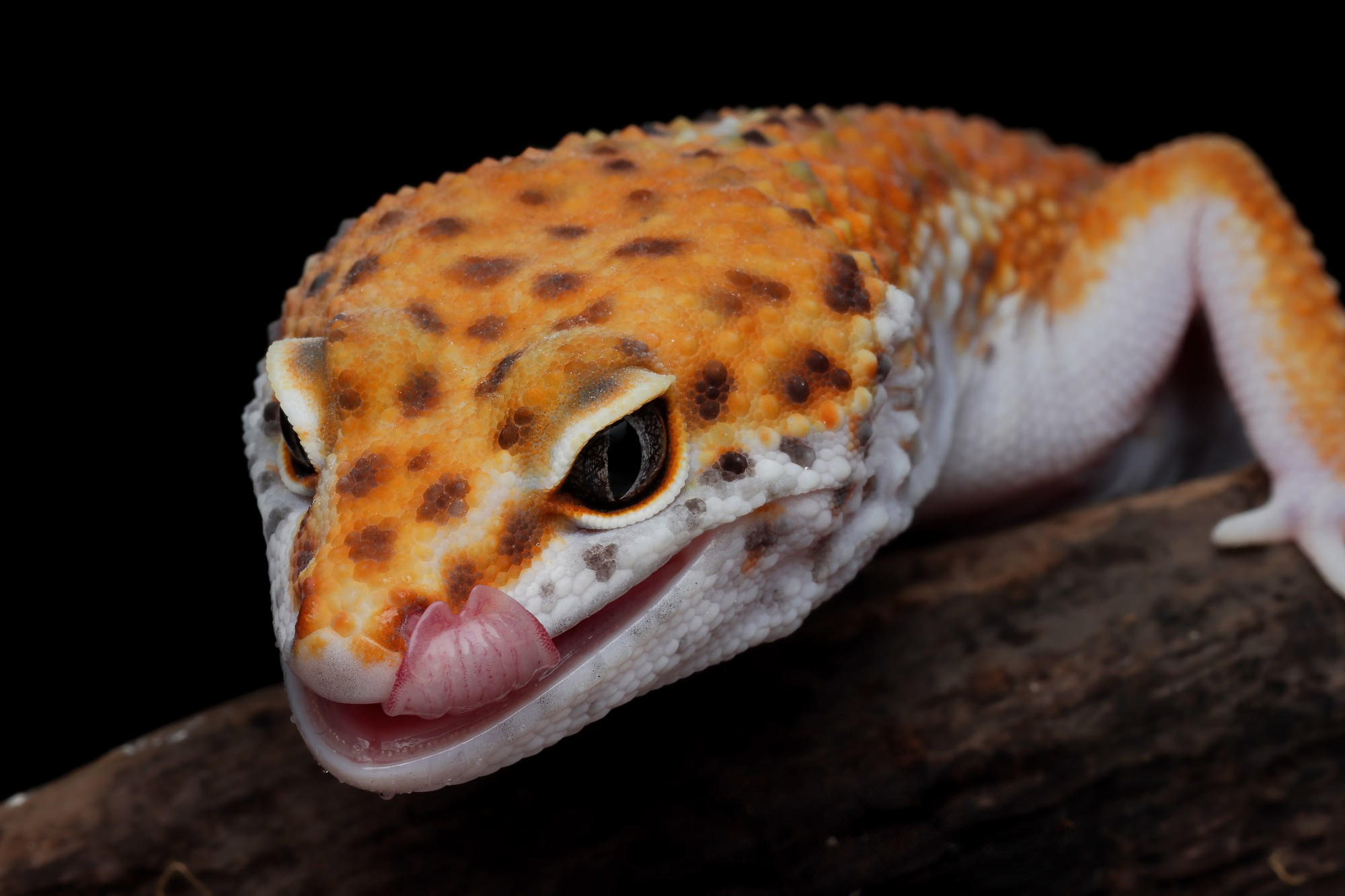 Close-up of an orange leopard gecko licking its lips