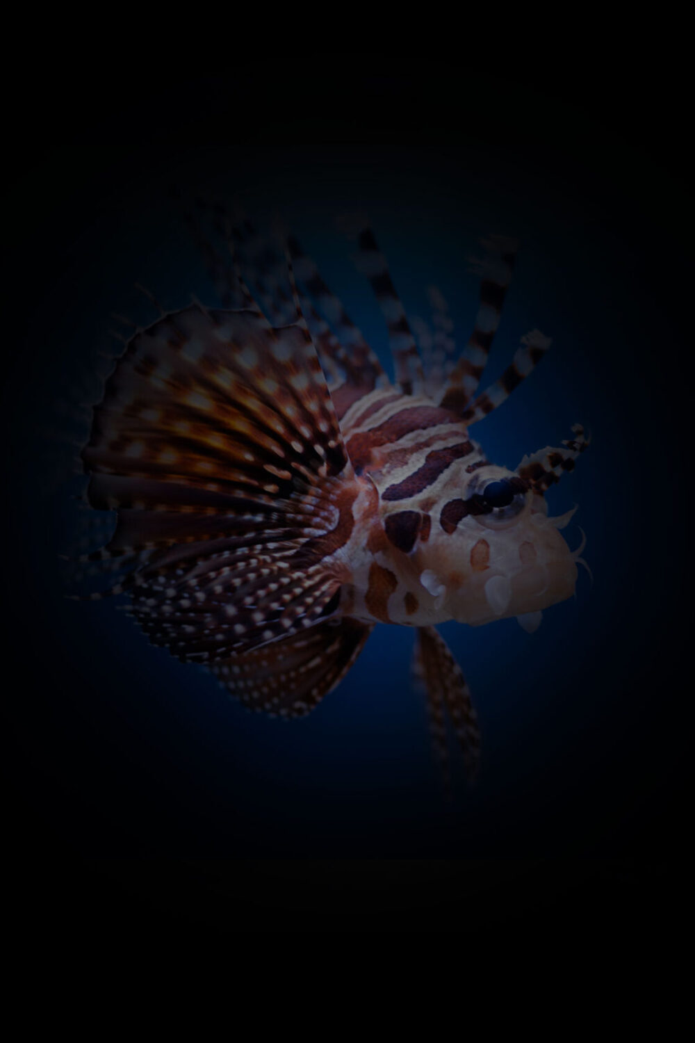 AQUATOPIA