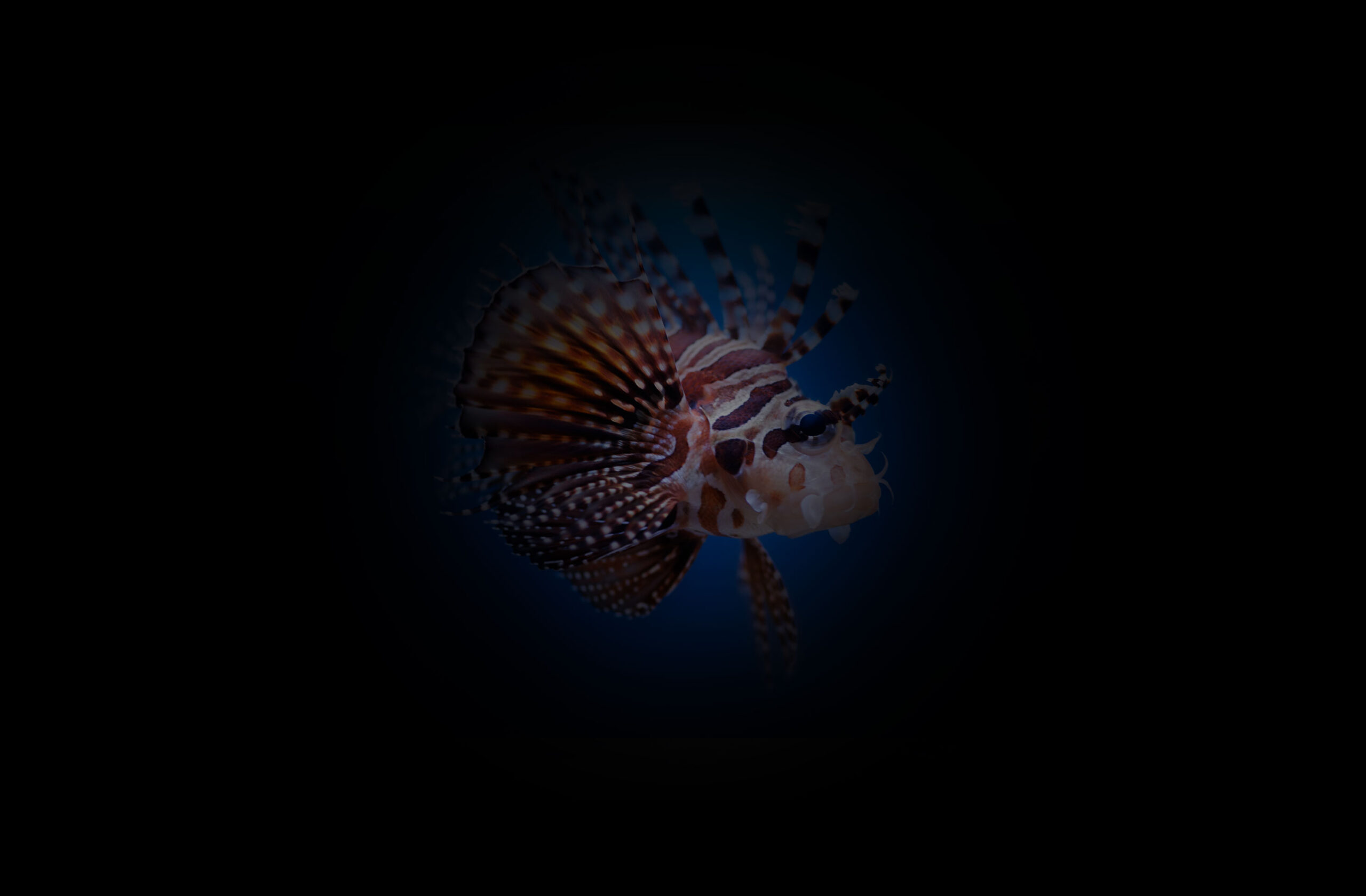 AQUATOPIA — brand design