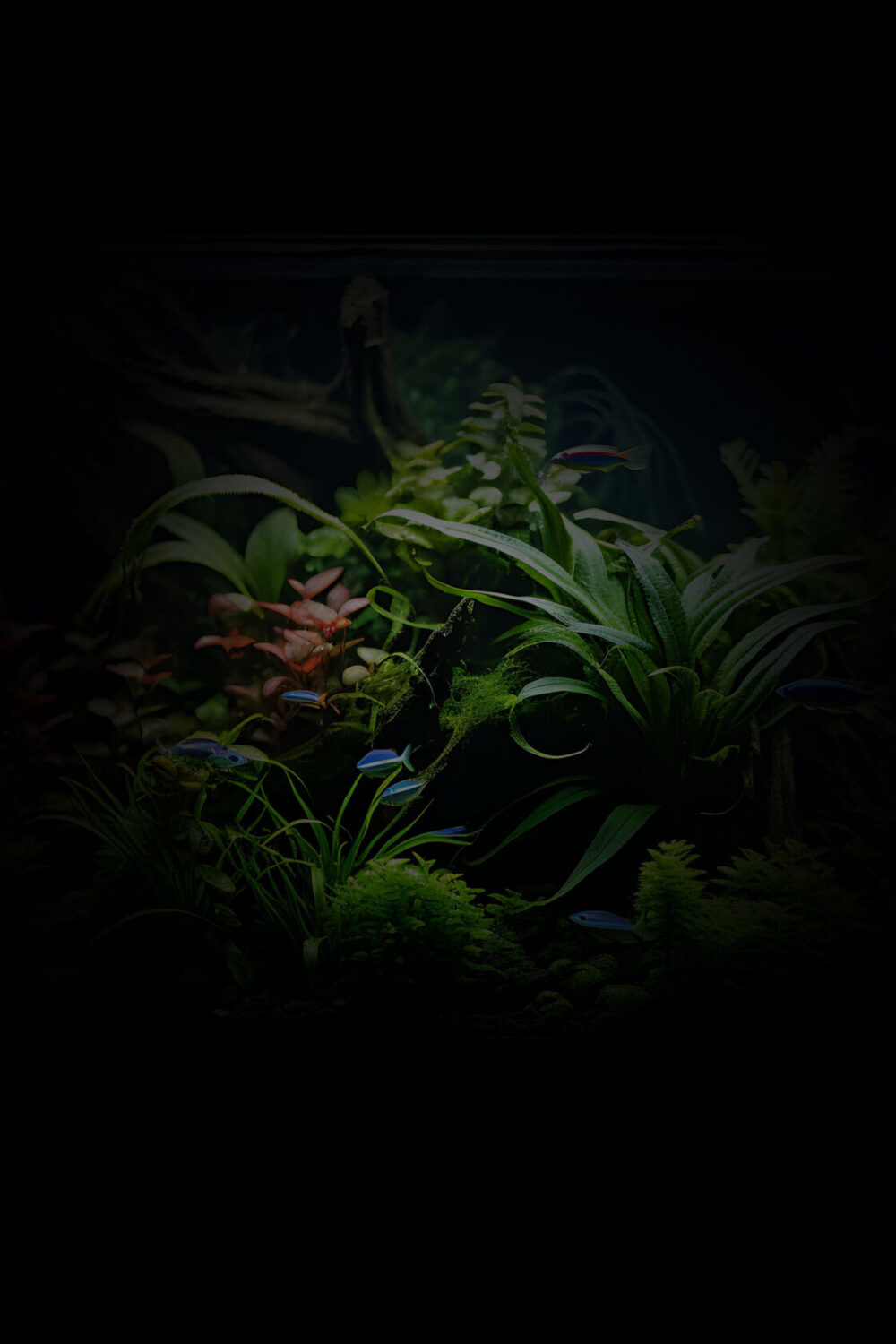 HONGSAN AQUARIUM